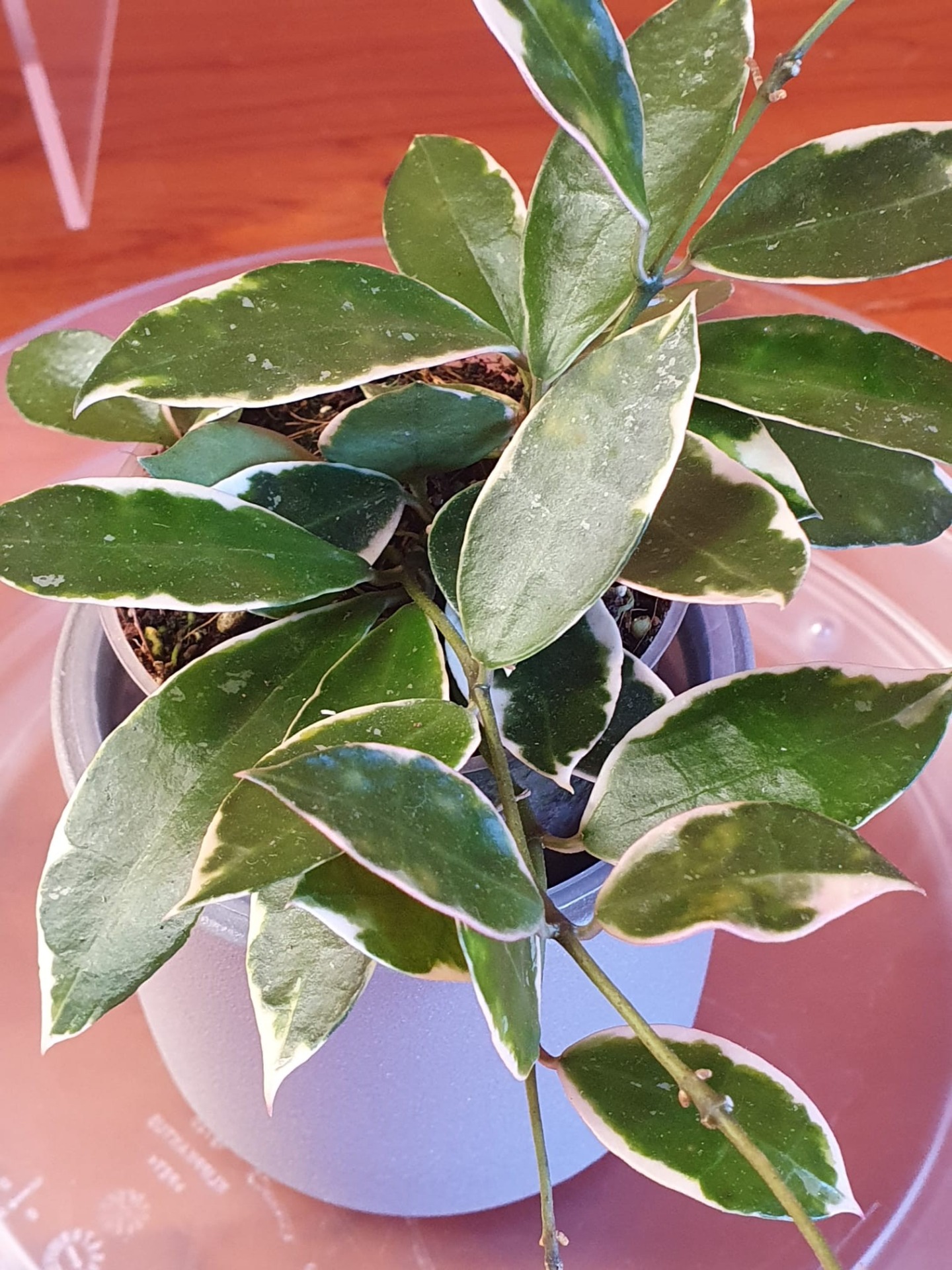 My experience growing different varieties of hoya Lacunosa